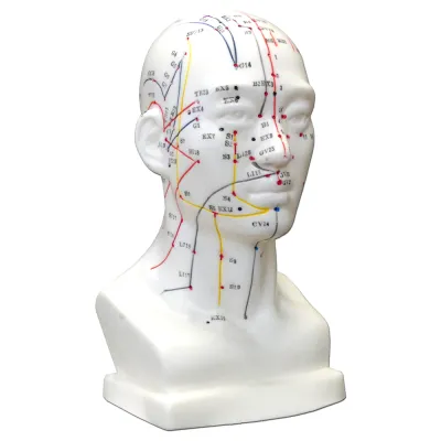 Hwato Akupunkturní model hlavy, 19 cm